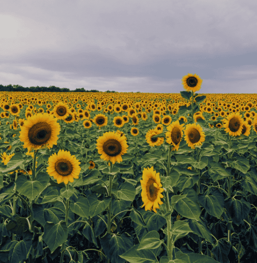 urkaine country side